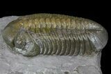 Struveaspis Trilobite - Jorf, Morocco #171509-1